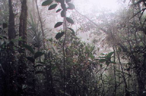 Jungles of Borneo