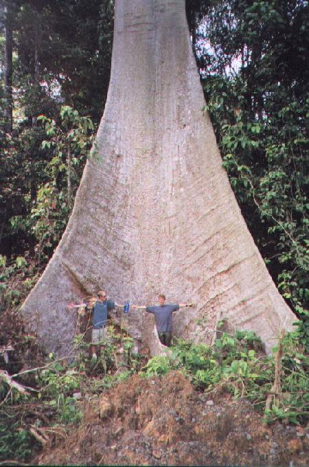 Look how big these trees are!