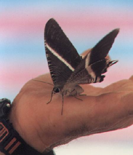 Moth in palm of hand