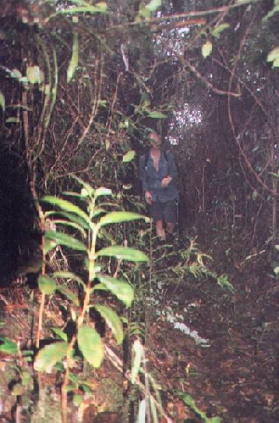 Glen in the jungle