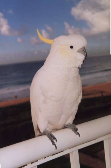 Cockatoos on my balcony