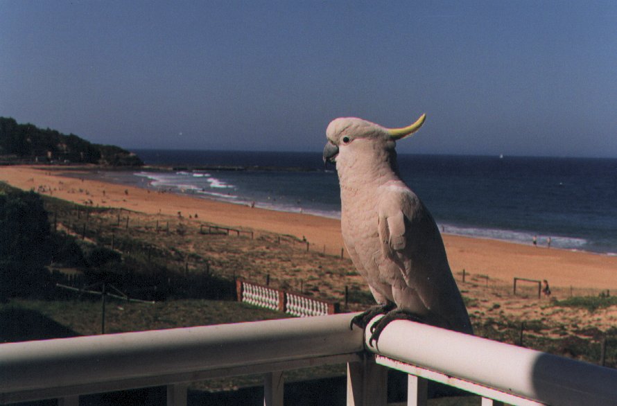 Cockatoos on my balcony