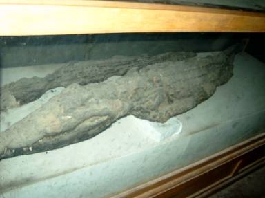 2 crocodil mumie på Kom Ombo temple