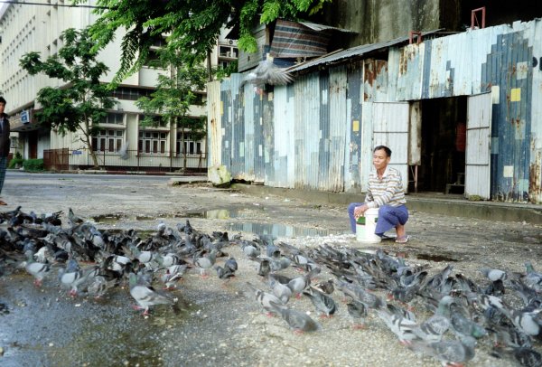 Man feeding pigeons