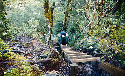 Ladder at Goat Pass track