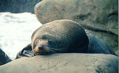 Tired seal